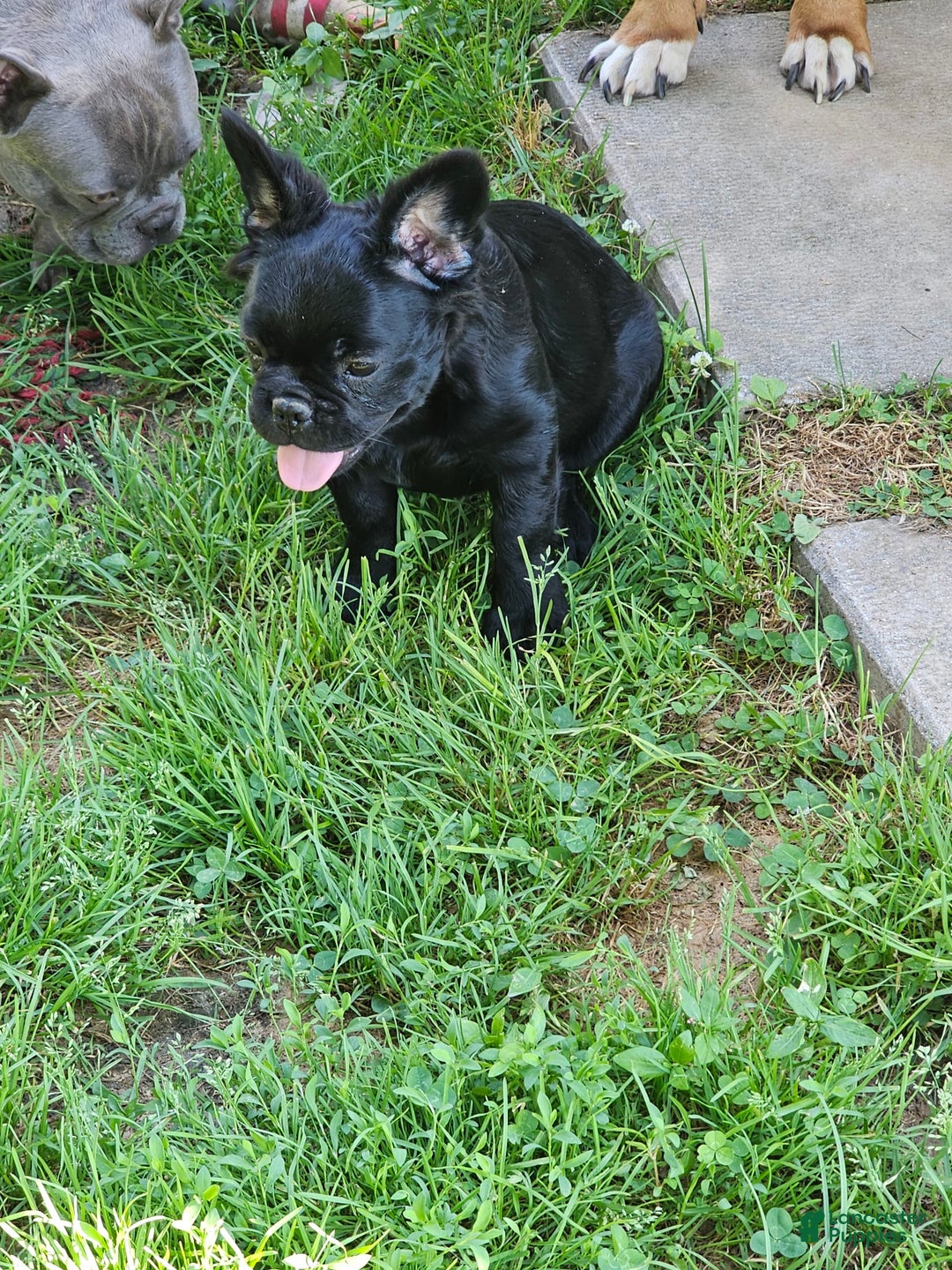 French Bulldog dogs for sale: Fluffy Female Liz - Image 4