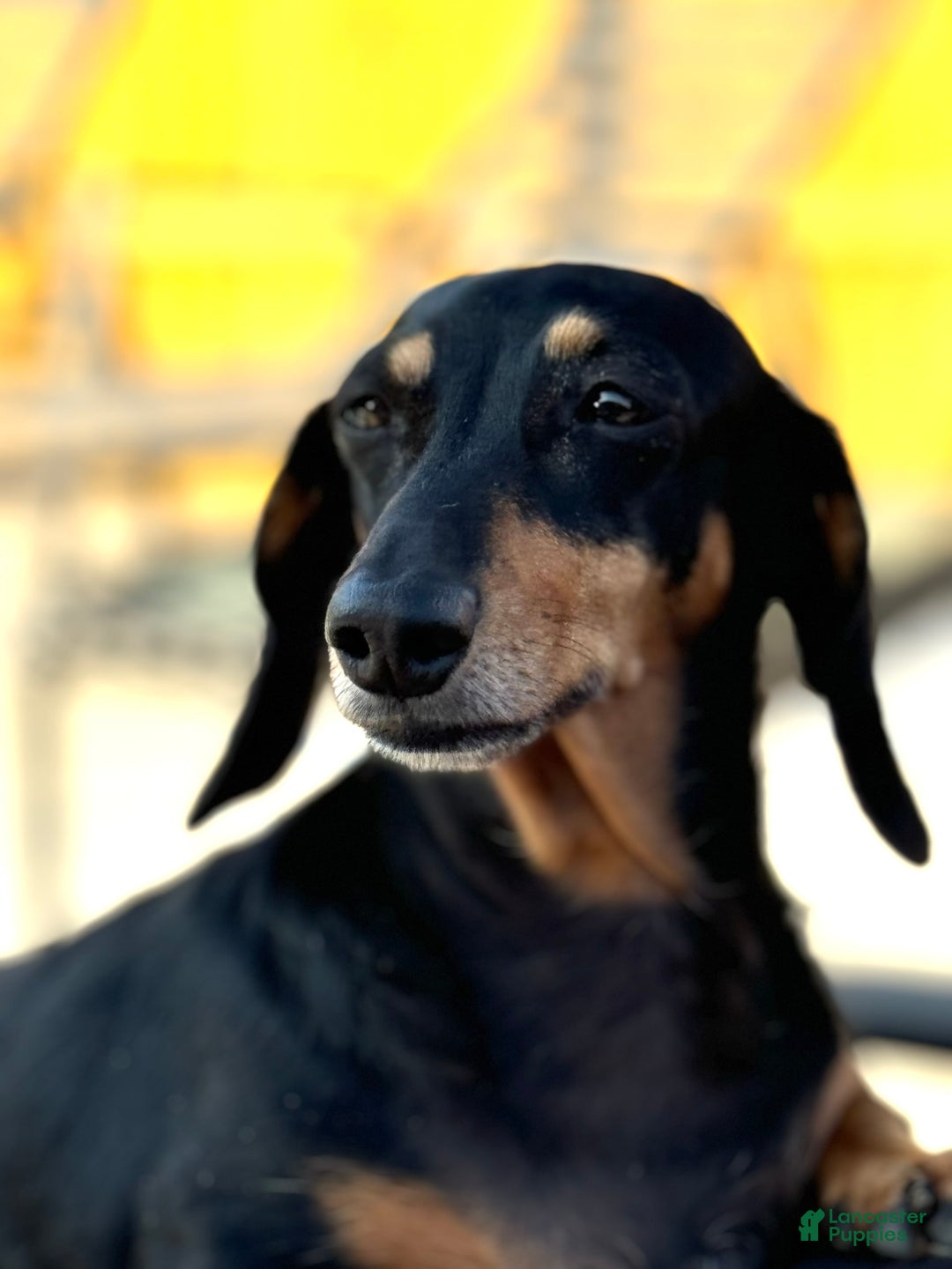 Dachshund dogs for sale: Betsy Ross - Image 3