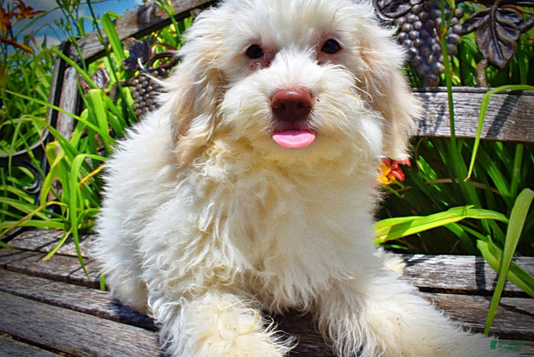 Havapoo dogs for sale: Valiant - Image 8