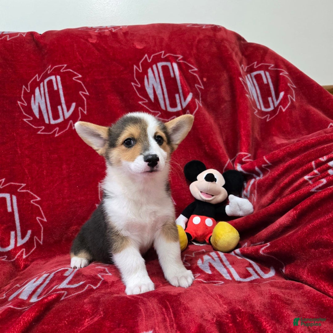 Welsh Corgi Pembroke dogs for sale: Leo - Image 19