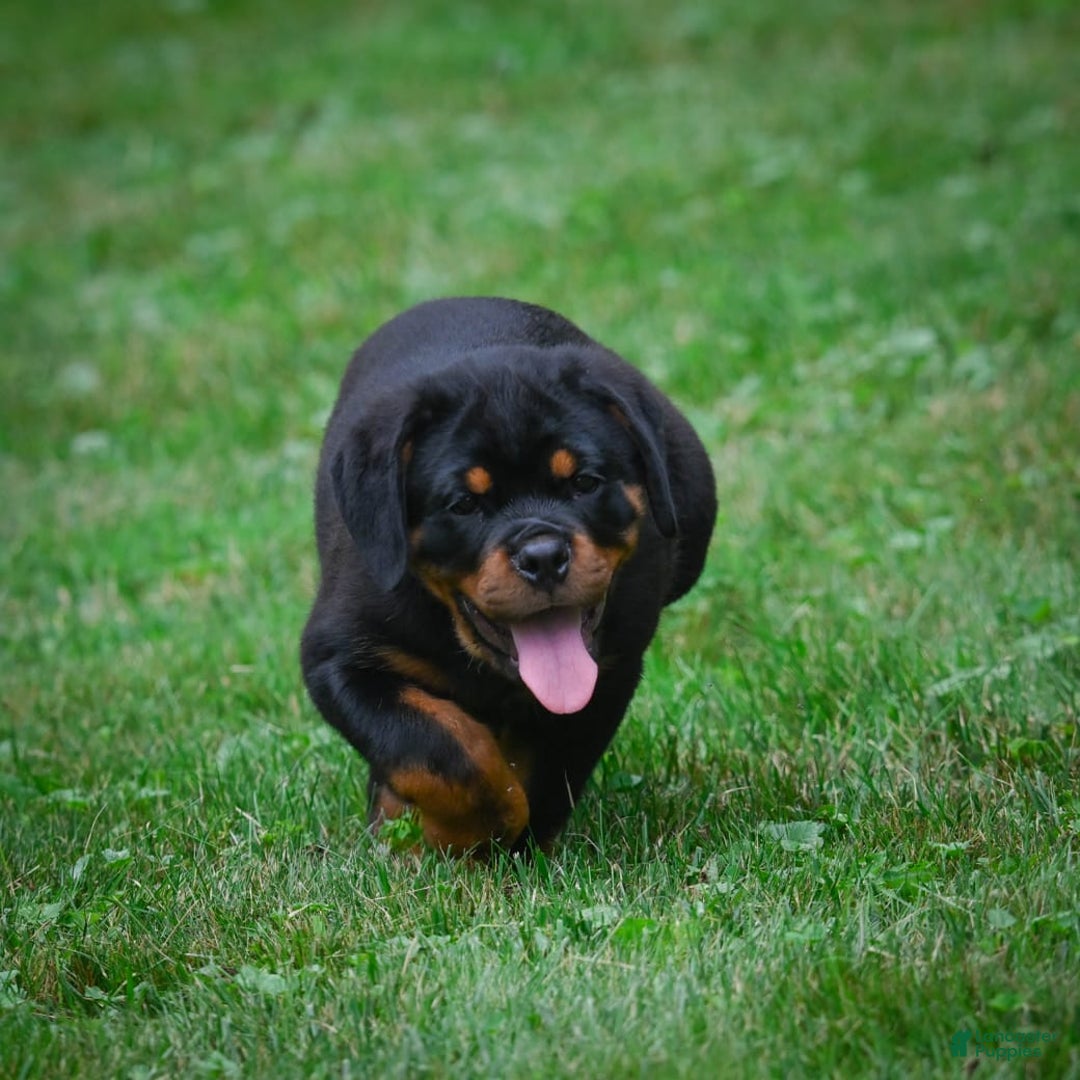 Rottweiler dogs for sale: Bella - Image 4