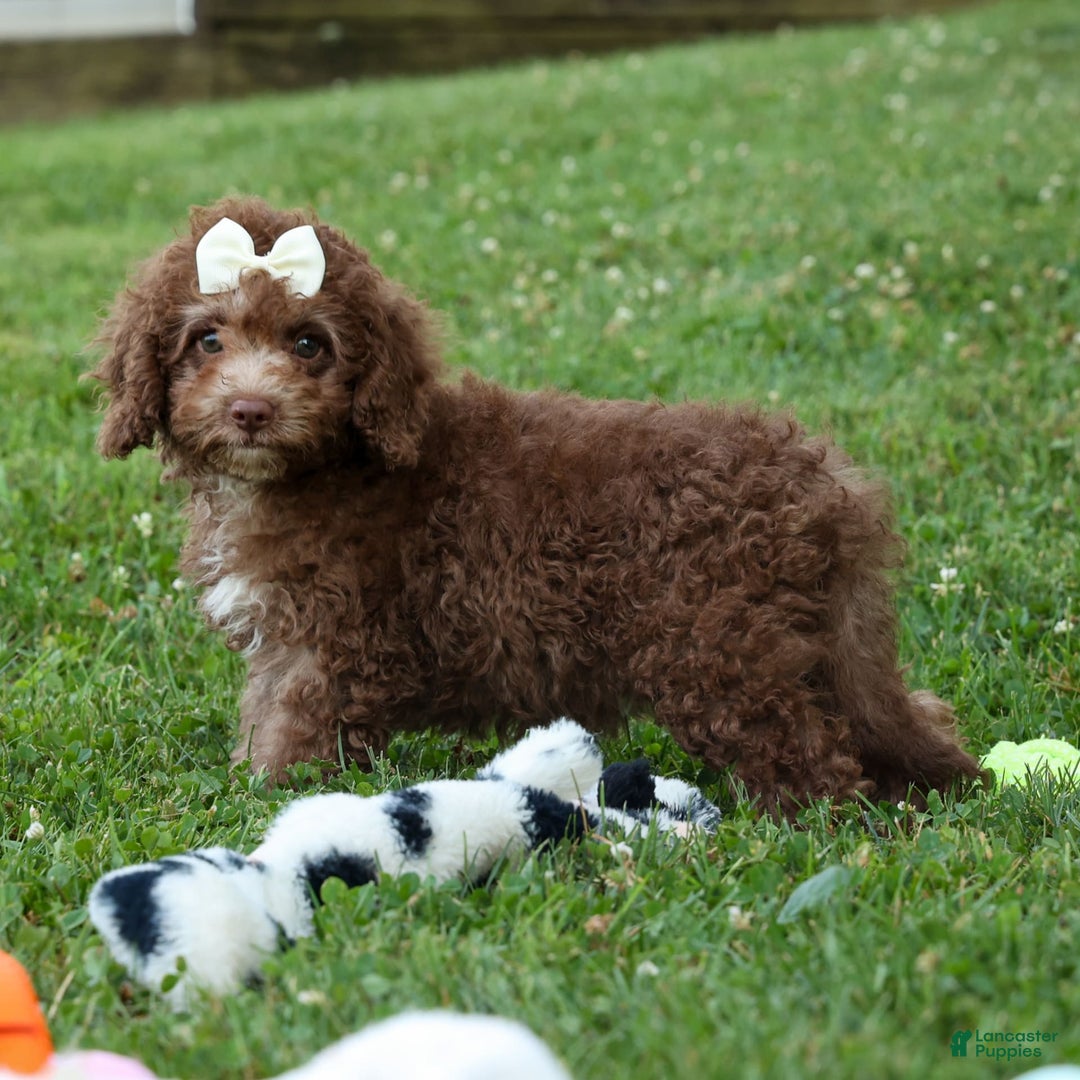 Cockapoo dogs for sale: Bailey - Image 2