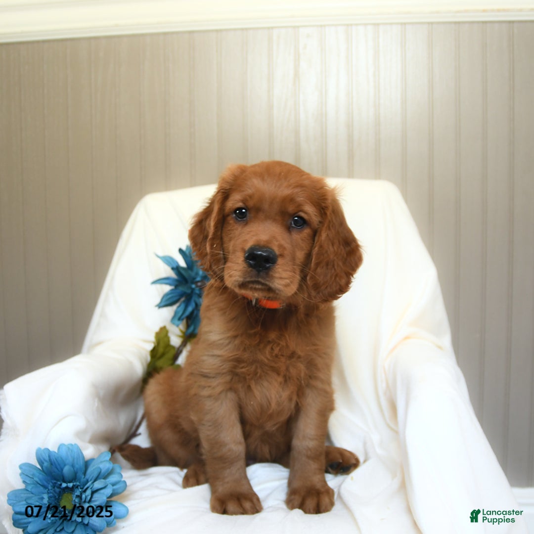 Miniature Golden Retriever dogs for sale: Rover - Image 2