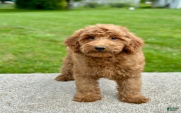 Mini Goldendoodle dogs for sale: Lemon - Image 12