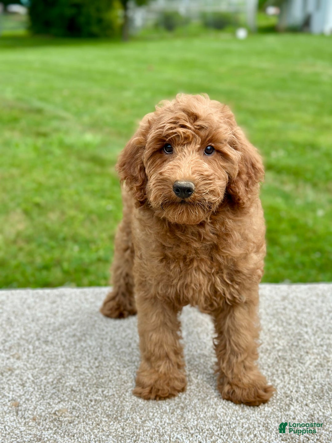 Mini Goldendoodle dogs for sale: Lemon - Image 12