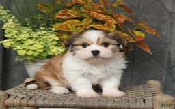 Malshi dogs for sale: Roy - Image 5