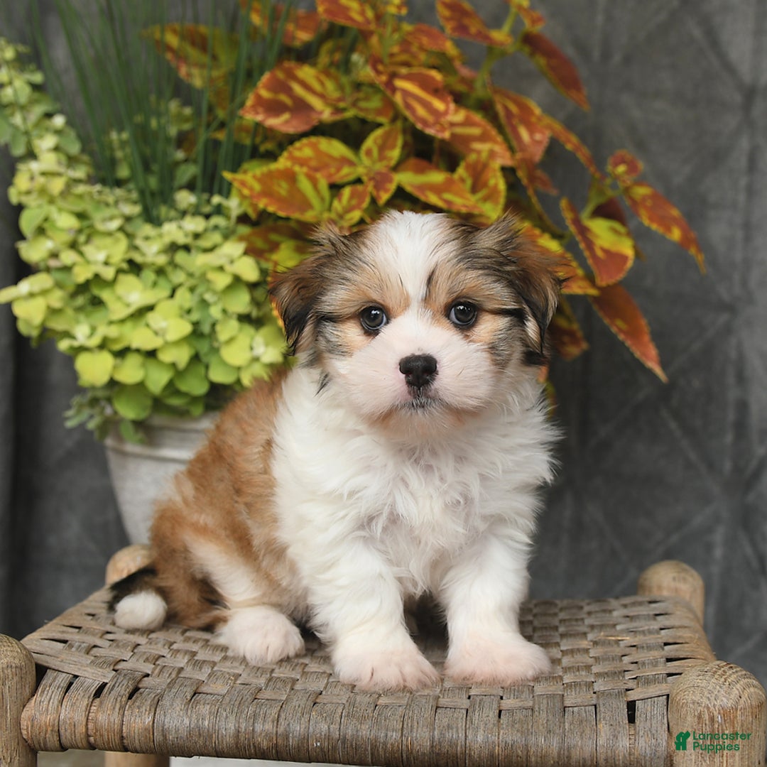 Malshi dogs for sale: Roy - Image 5