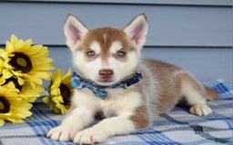 Siberian Husky dogs for sale: Cleo - Image 2
