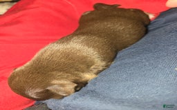 Chihuahua dogs for sale: Chocolate Girl - Image 1