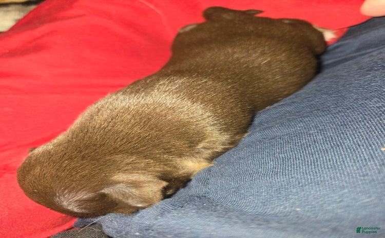 Chihuahua dogs for sale - Ad 4
