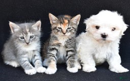 Maltese dogs for sale: Rory - Image 9