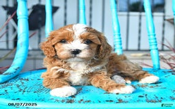Cavapoo dogs for sale: Ace - Image 5