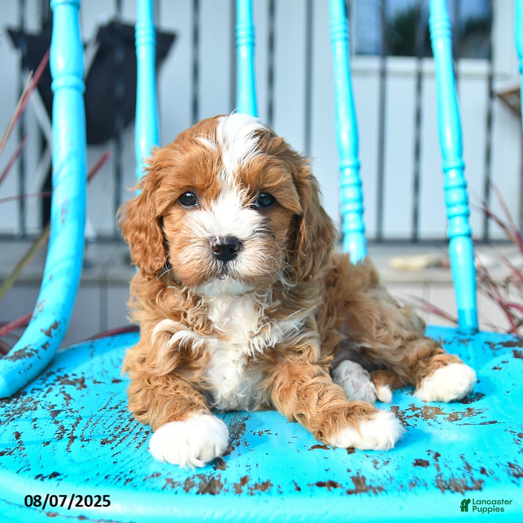Cavapoo dogs for sale: Ace - Image 5