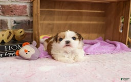 Shih Tzu dogs for sale: Masha - Image 3