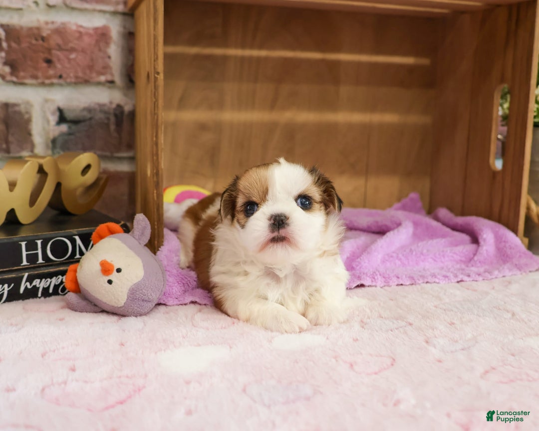 Shih Tzu dogs for sale: Masha - Image 3