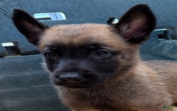 Belgian Malinois dogs for sale: Major - Image 2