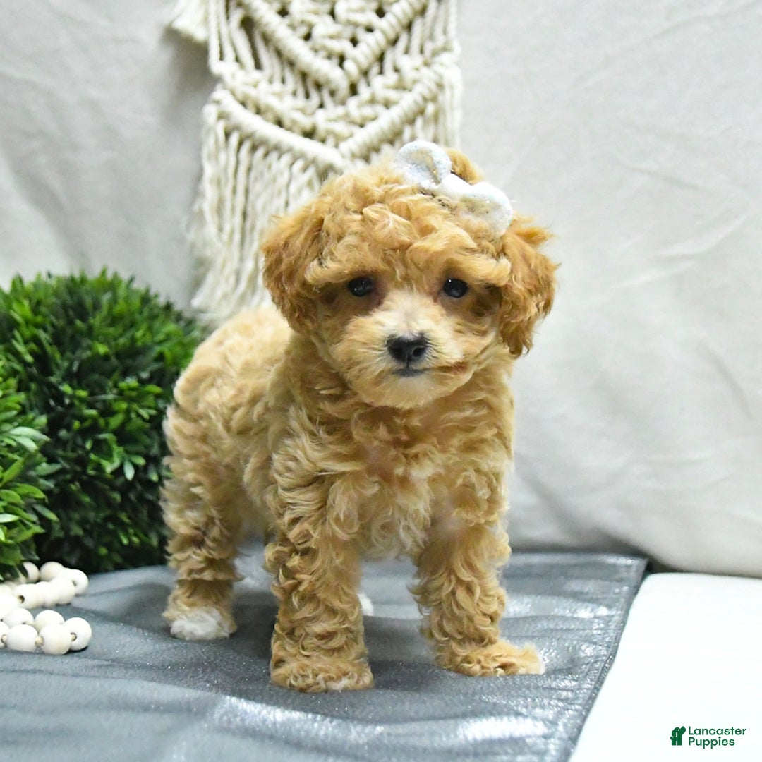 Bichpoo dogs for sale: Cheyenne - Image 1