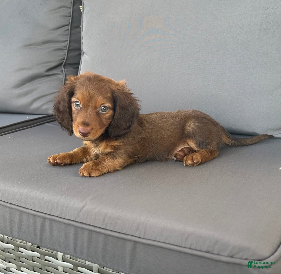 Miniature Dachshund dogs for sale: Rusty - Image 1