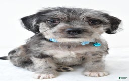 Boston Terrier dogs for sale: Marshall - Image 3