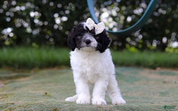 Mini Bernedoodle dogs for sale: Mini Bernedoodle 6 puppies - Image 41