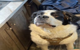 Saint Bernard dogs for sale: Coco - Image 3