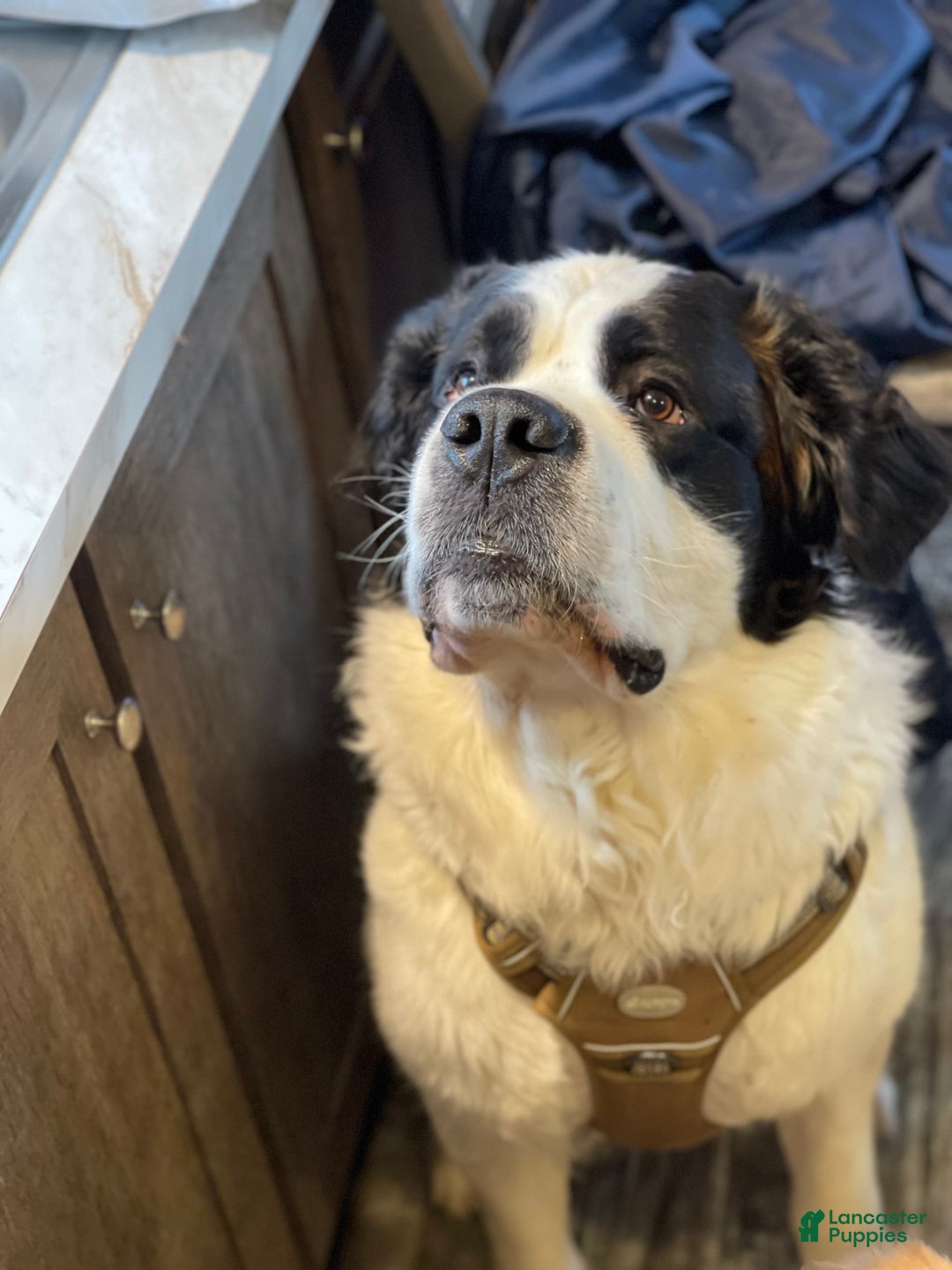 Saint Bernard dogs for sale: Coco - Image 3