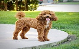 Mini Goldendoodle dogs for sale: Petite Ms. Nadia - Image 9