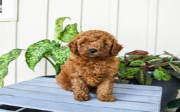 Mini Goldendoodle dogs for sale: Montana - Image 4