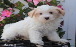 Maltipoo dogs for sale: Trixie - Image 2