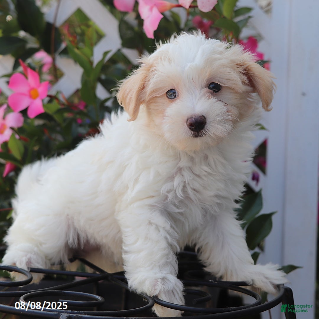 Maltipoo dogs for sale: Trixie - Image 2