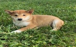 Shiba Inu dogs for sale: Isaiah - Image 3