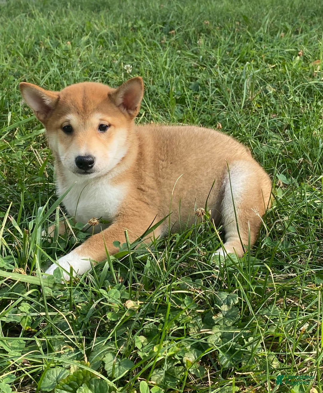 Shiba Inu dogs for sale: Isaiah - Image 3