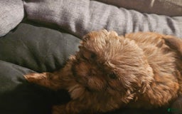 Shih Tzu dogs for sale: Multi Color Wave On Back - Image 6