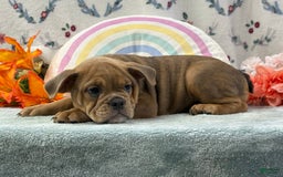 English Bulldog dogs for sale: Tresa - Image 2