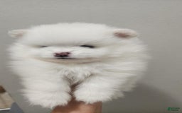 Pomeranian dogs for sale: Snow - Image 3