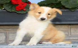 Collie dogs for sale: Parker - Image 5