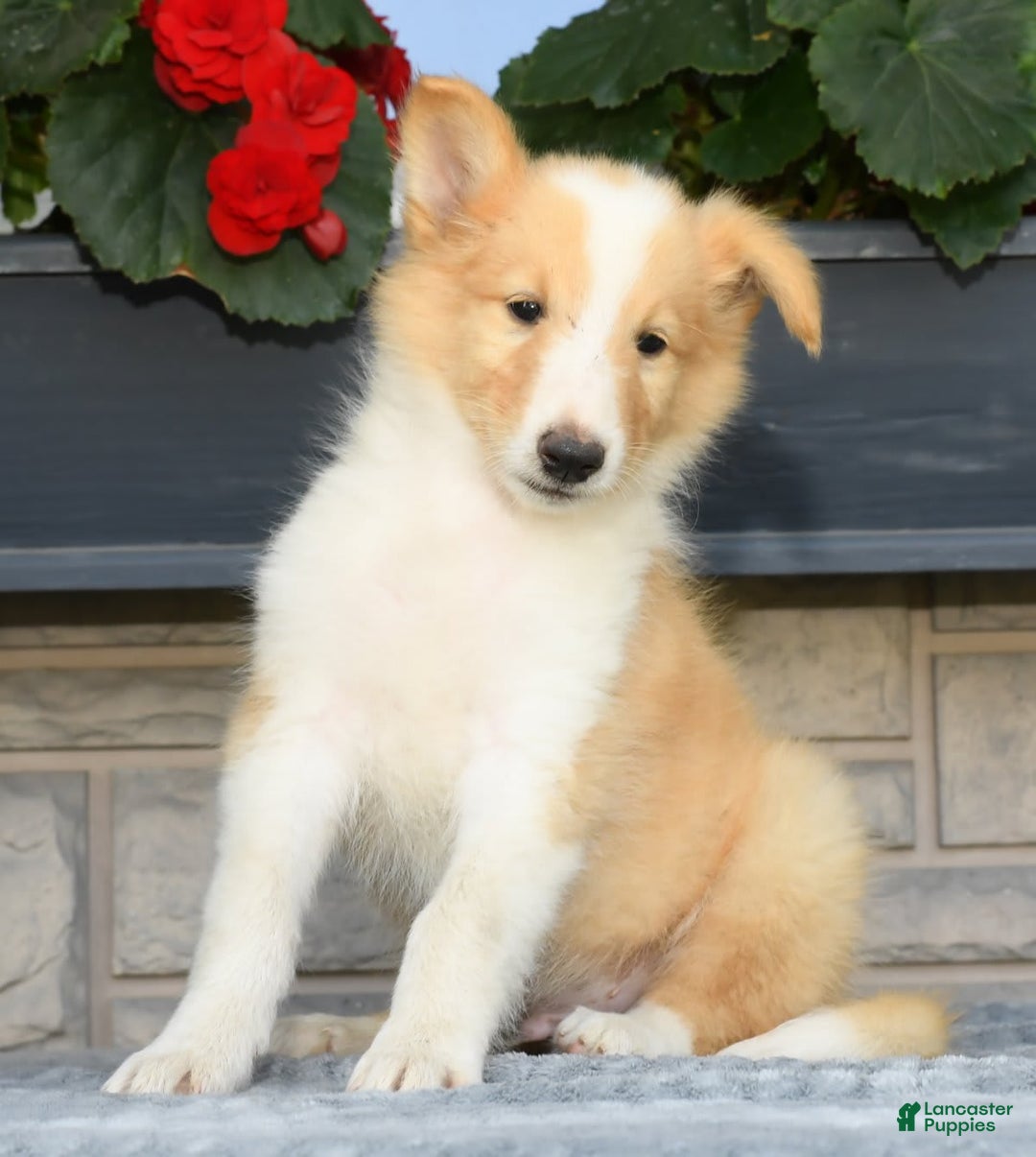 Collie dogs for sale: Parker - Image 5