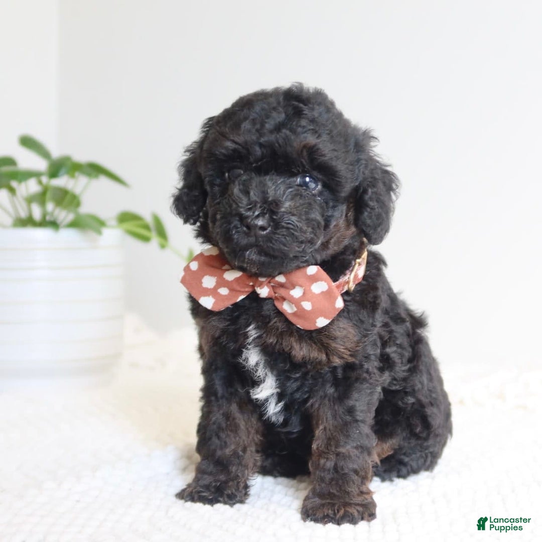Toy Poodle dogs for sale: Gabe - Image 5