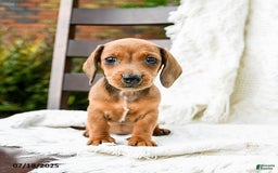 Dachshund dogs for sale: Dolly - Image 2