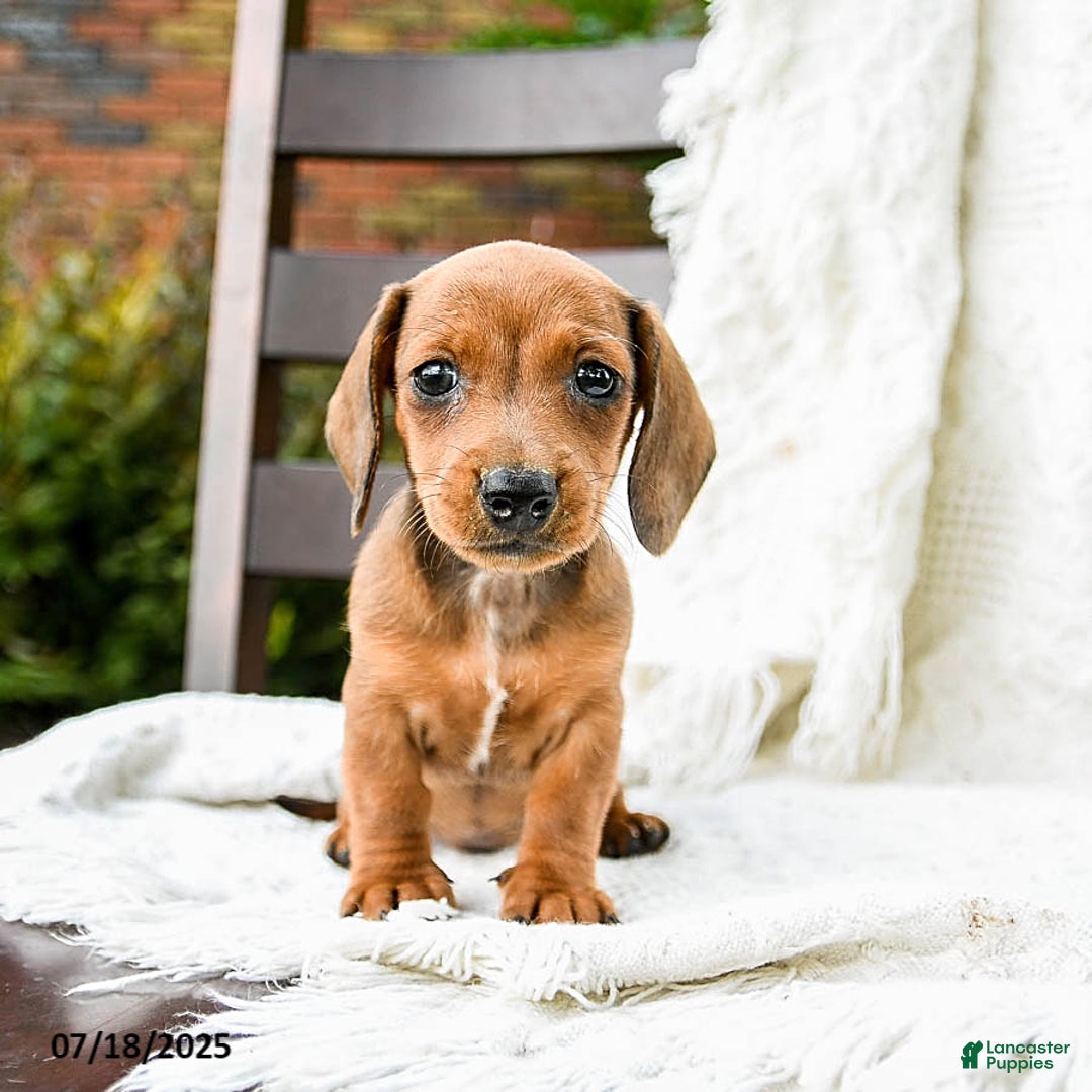 Dachshund dogs for sale: Dolly - Image 2