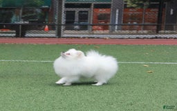 Pomeranian dogs for sale: Mishka - Image 9