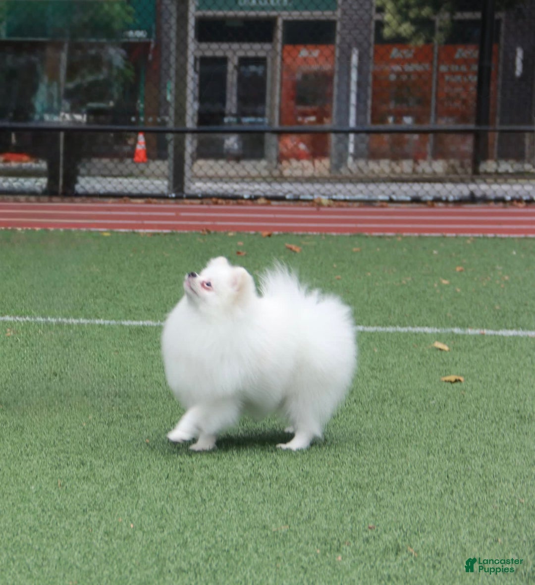 Pomeranian dogs for sale: Mishka - Image 9