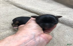 Yorkshire Terrier dogs for sale: Dodge - Image 4