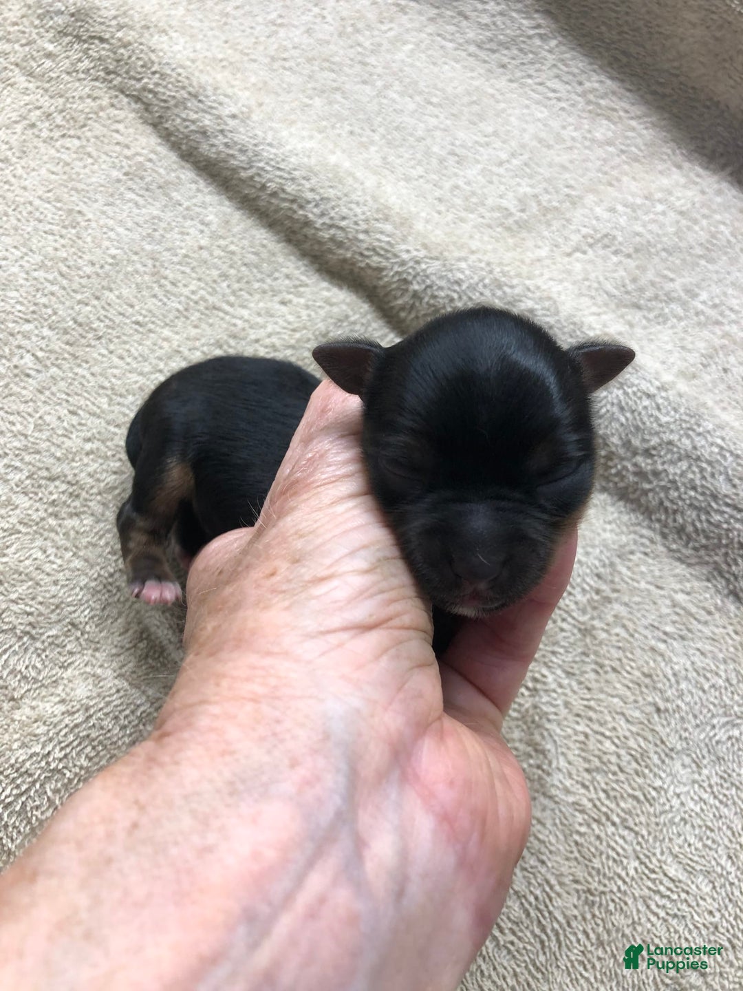 Yorkshire Terrier dogs for sale: Dodge - Image 4