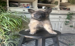 Belgian Tervuren dogs for sale: Nikita - Image 1