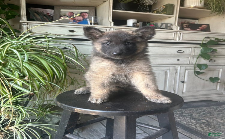 Belgian Tervuren dogs for sale - Ad 1