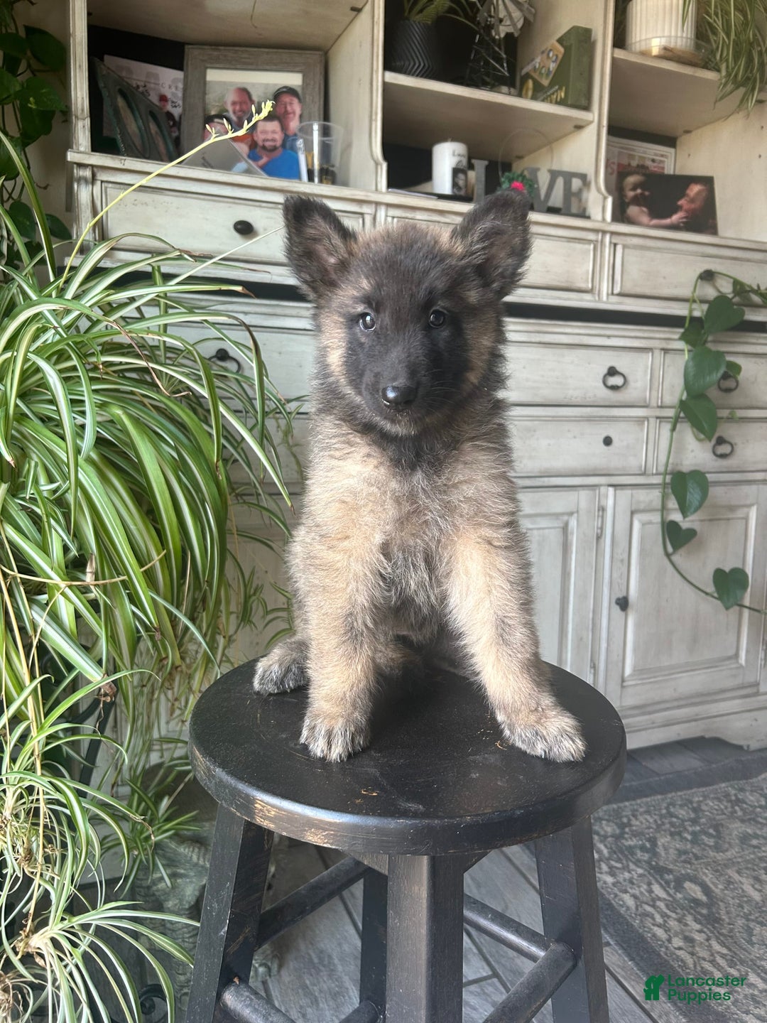 Belgian Tervuren dogs for sale: Nikita - Image 1