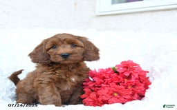 Mini Goldendoodle dogs for sale: Sandy - Image 5