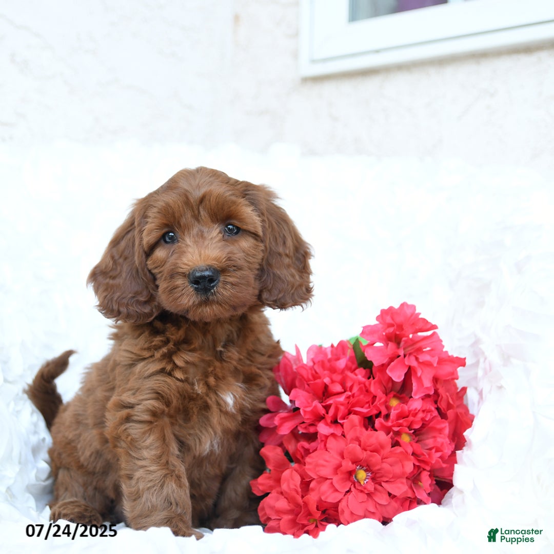 Mini Goldendoodle dogs for sale: Sandy - Image 5