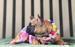 French Bulldog dogs for sale: Gabi - Image 2